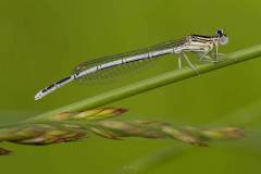 weiße Federlibelle (Platycnemis latipes)