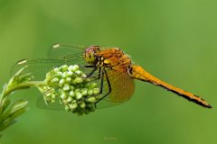 jungtier Gefleckte Heidelibelle (Sympetrum flaveolum)