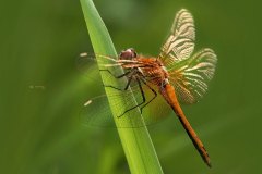 jungtier Gefleckte Heidelibelle (Sympetrum flaveolum)