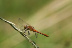 Blutrote Heidelibelle (Sympetrum sanguineum)