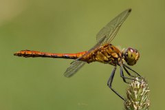 ein noch junges männchen der Blutroten Heidelibelle (Sympetrum sanguineum)