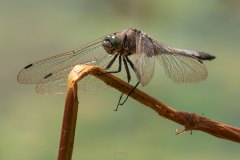 kleiner Blaupfeil (Orthetrum coerulescens)