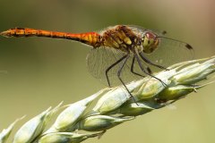 ein noch junges männchen der Blutroten Heidelibelle (Sympetrum sanguineum)