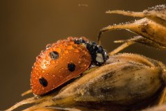 Marienkäfer (Coccinellidae)