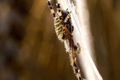 Wespenspinne (Argiope bruennichi) am frühen Morgen