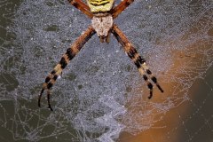 Wespenspinne (Argiope bruennichi) am frühen Morgen