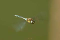 Herbst-Mosaikjungfer (Aeshna mixta)
