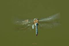 Herbst-Mosaikjungfer (Aeshna mixta)