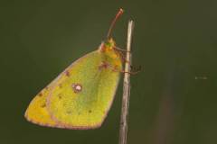 Hufeisenklee-Gelbling (Colias alfacariensis)