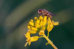 Fliege im Morgenlicht