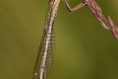 Gemeine Winterlibelle (Sympecma fusca)