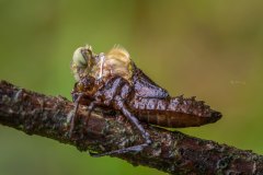 Geburt einer Mosaikjungfer