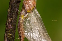Libellenmetamorphose einer glänzenden Smaraglibelle (Somatchlora metallica)