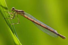 Blaue Federlibelle (Platycnemis pennipes)