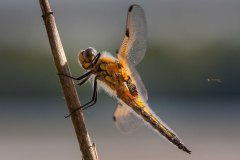 Vierfleck (Libellula quadrimaculata)