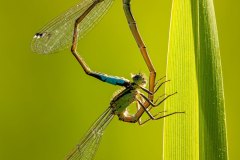 Grosse Pechlibelle bei der Paarung (Ischnura elegans)