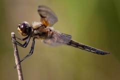 Vierfleck Libelle (Libellula quadrimaculata)