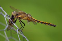 jungtier eines grossen Blaupfeil beim Fressen (Orthetrum cancellatum)