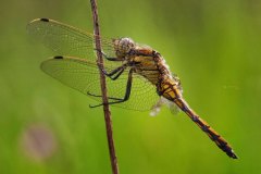 jungtier eines grossen Blaupfeil beim Fressen (Orthetrum cancellatum)