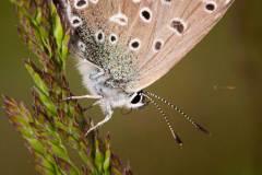 Dunkelbrauner Bläuling (Aricia agestis)