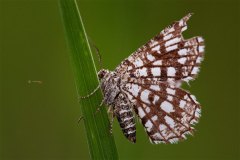 Gitterspanner (Chiasmia clathrata)