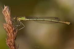 weibchen der blauen Federlibelle (Platycnemis pennipes)