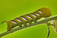 Raupe eines Ligusterschwärmer (Sphinx ligustri)