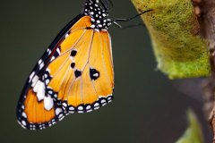 kleiner Monarch (Danaus genutia, Celebes)