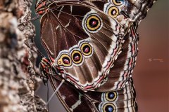 Blaue Morphofalter oder Himmelsfalter (Morpho peleides)