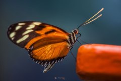 Goldener Hekale (Heliconius hecale)