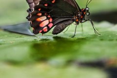 Rotgetüpfelte Schwalbenschwanz   (Papilio anchisiades)