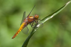 junges Weibchen der Plattbauch Libelle (Libellula depressa)