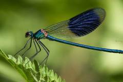 Gebänderte Prachtlibelle  (Calopteryx splendens)
