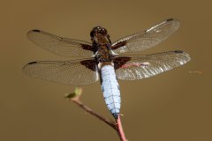 Plattbauch  (Libellula depressa)