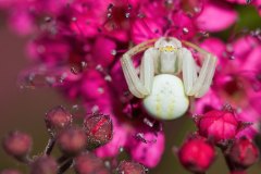veränderliche Krabbenspinne (Misumena vatia)
