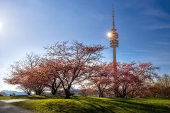Kirschblüten im Olympiapark München