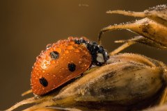 Marienkäfer (Coccinellidae)