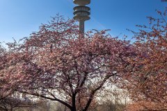Kirschblüten im Olympiapark München
