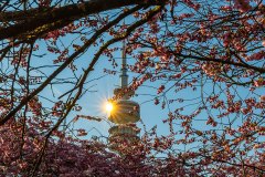 Kirschblüten im Olympiapark München