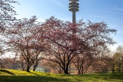 Kirschblüten im Olympiapark München