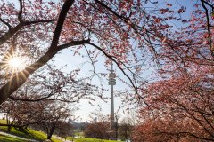 Kirschblüten im Olympiapark München
