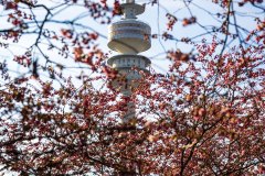Kirschblüten im Olympiapark München