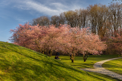Kirschblüten im Olympiapark München