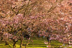Kirschblüten im Olympiapark München
