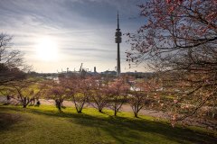 Kirschblüten im Olympiapark München
