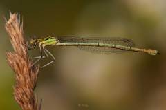 weibchen der blauen Federlibelle (Platycnemis pennipes)