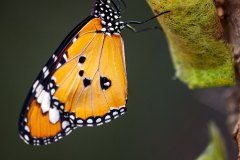 kleiner Monarch (Danaus genutia, Celebes)