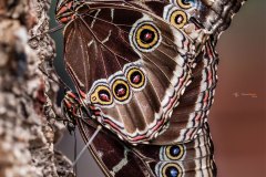 Blaue Morphofalter oder Himmelsfalter  (Morpho peleides)