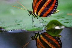 Tiger-Passionsfalter (Heliconius ismenius)