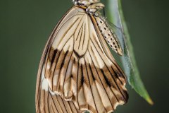 Schein-Schwalbenschwanz (Papilio dardanus)